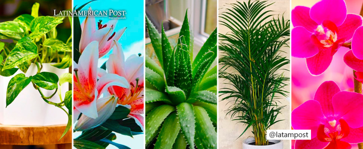 Pothos, Lily, Aloe Vera, Areca Palm and Orchid