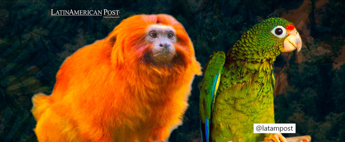 Golden Lion Tamarin and Puerto Rican Parrot