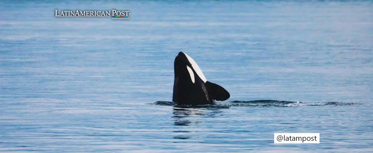 killer whale in body of water