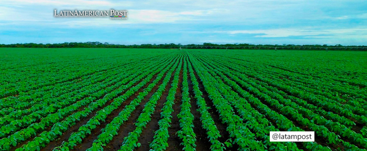 soybean field