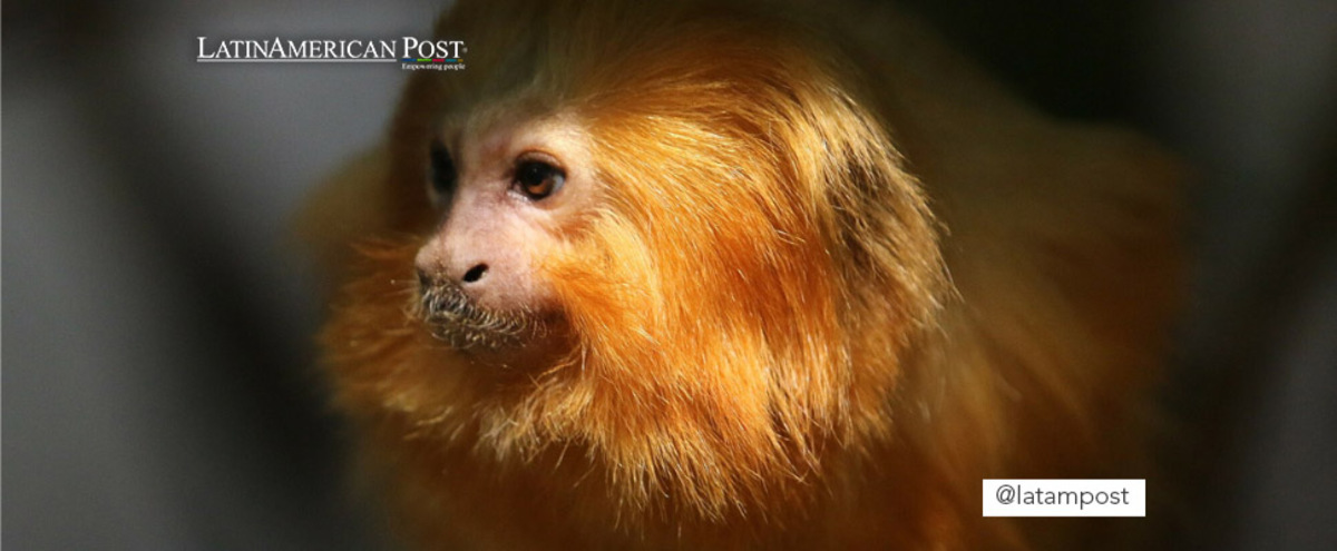 Golden Lion Tamarins