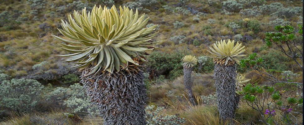 ¿Qué esta dañando los frailejones de Latinoamérica?