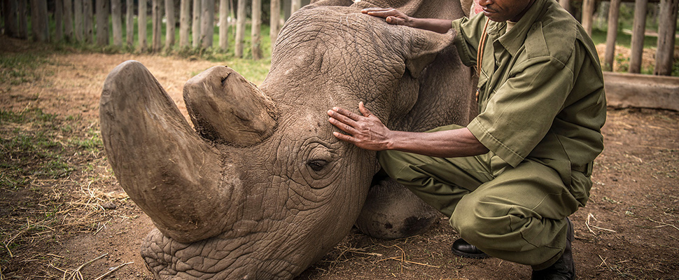 The white rhinoceros became extinct, so what?