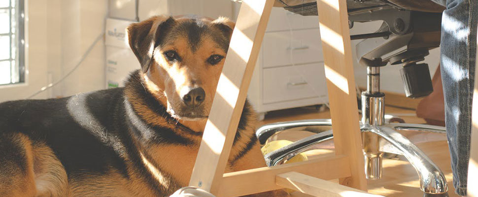 Dogs against bad work environment: convince your boss to let you take your pet to the office