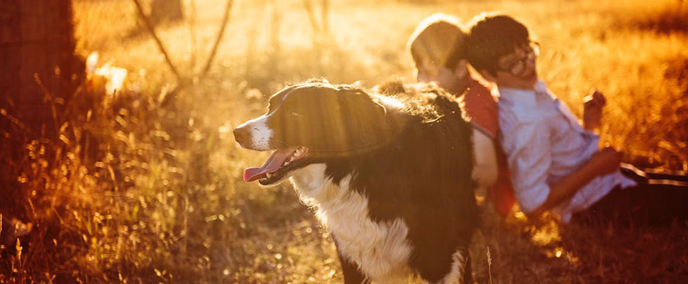 Amazing! These are the 5 best nanny dogs