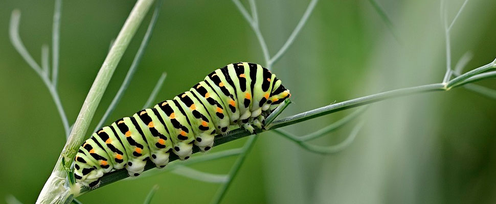 Caterpillars Can Help Reduce Plastic Pollution Caterpillars Can Help Reduce Plastic Pollution