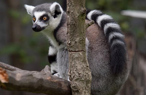 Lemur