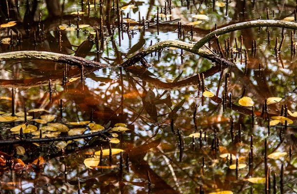 Manglar