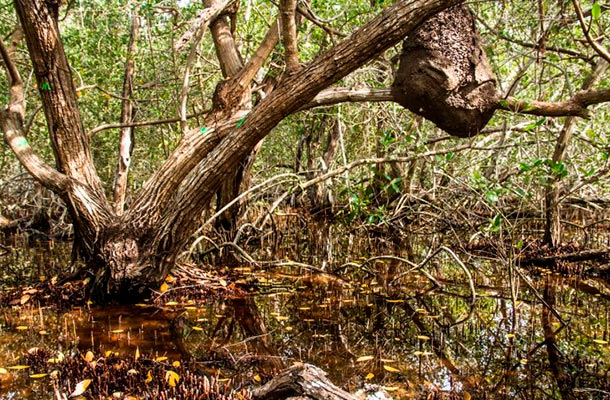 Vegetación de un manglar