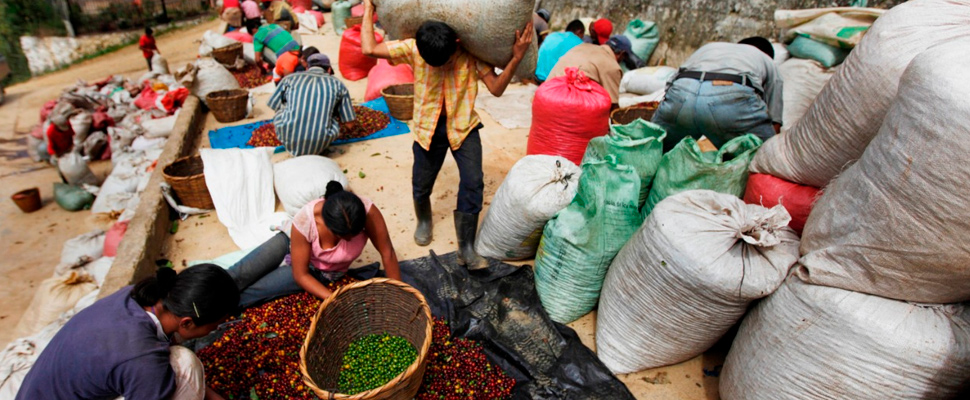 Coffee pickers