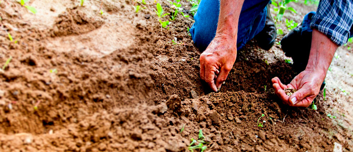 Scientists urge climate protesters to save planet by planting trees Scientists urge climate protesters to save planet by planting trees