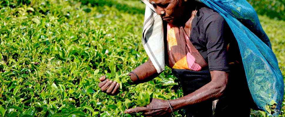 Mujer recogiendo plantas en un campo y sosteniendo una bolsa en su cabeza