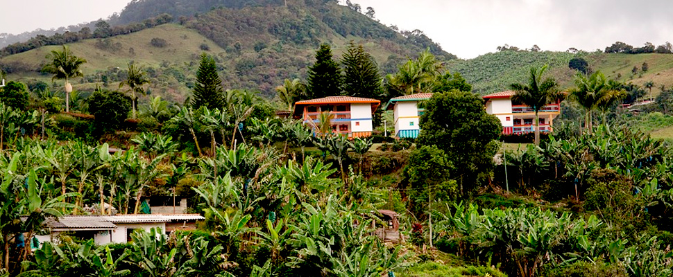 Alert in Colombia for suspected fungus in banana crops