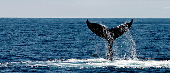 "Everyone is happy today": Japanese people celebrate the first whaling of the season "Everyone is happy today": Japanese people celebrate the first whaling of the season