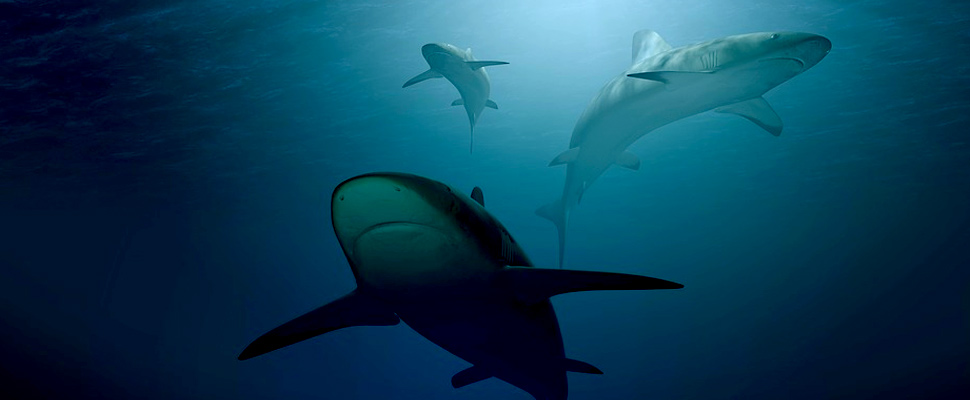 Tres tiburones en el océano