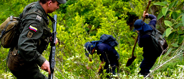 Colombia coca cultivation down slightly, UN report says Colombia coca cultivation down slightly, UN report says