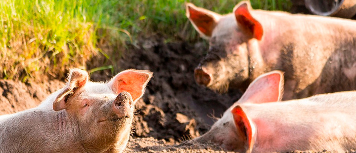 Pigs for peace: winding back from war in Colombia Pigs for peace: winding back from war in Colombia